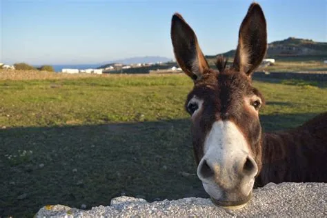 Donkey